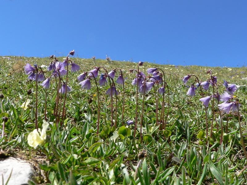 Soldanella alpina / Soldanella comune